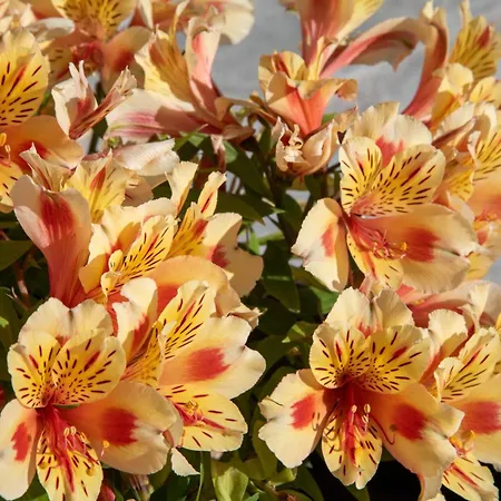 Willa Aggelle Potamós